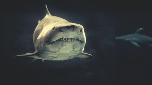 口を閉じたサメの顔